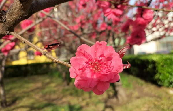 北京韋林意威特工業(yè)內(nèi)窺鏡有限公司致敬每一位女性勞動(dòng)者